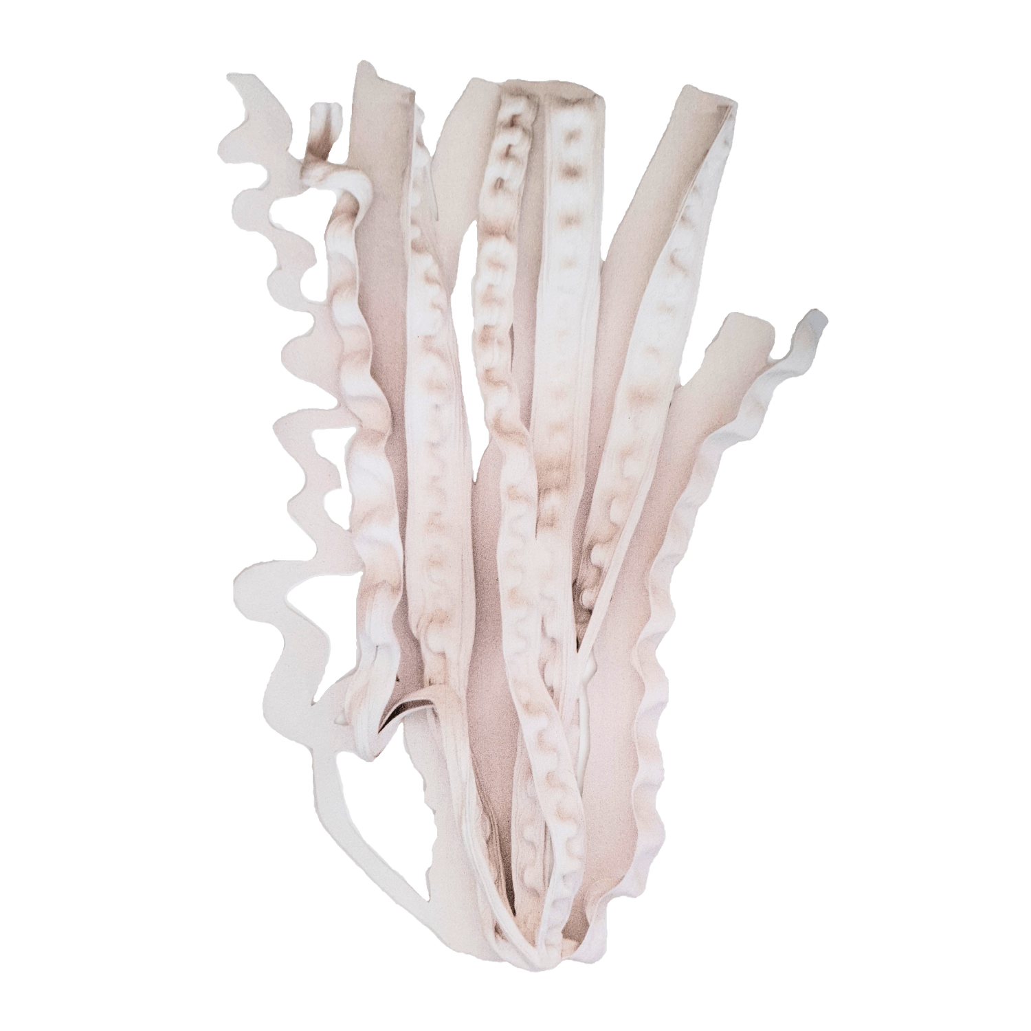 Frans Krajcberg │ arauco