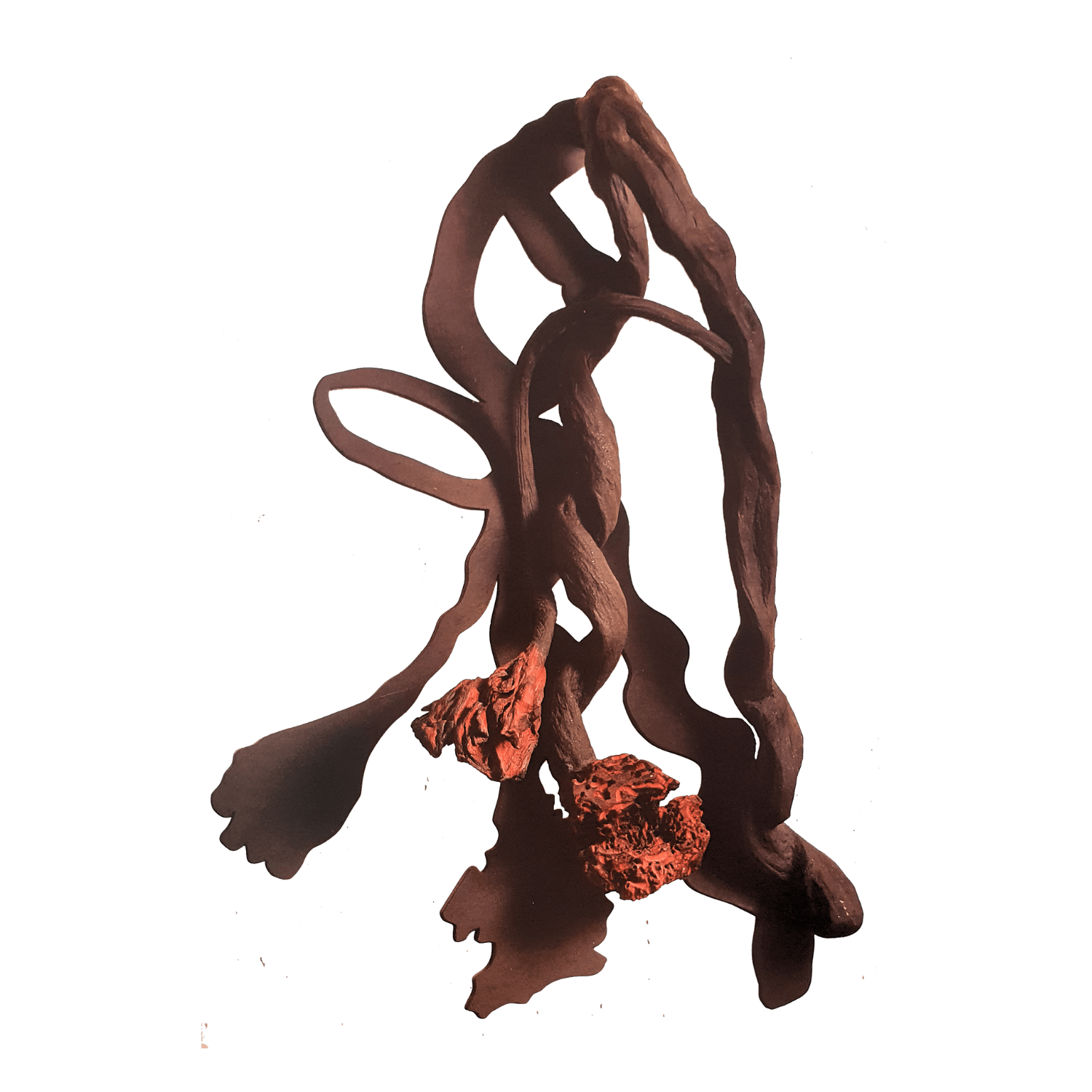 Frans Krajcberg │ arauco