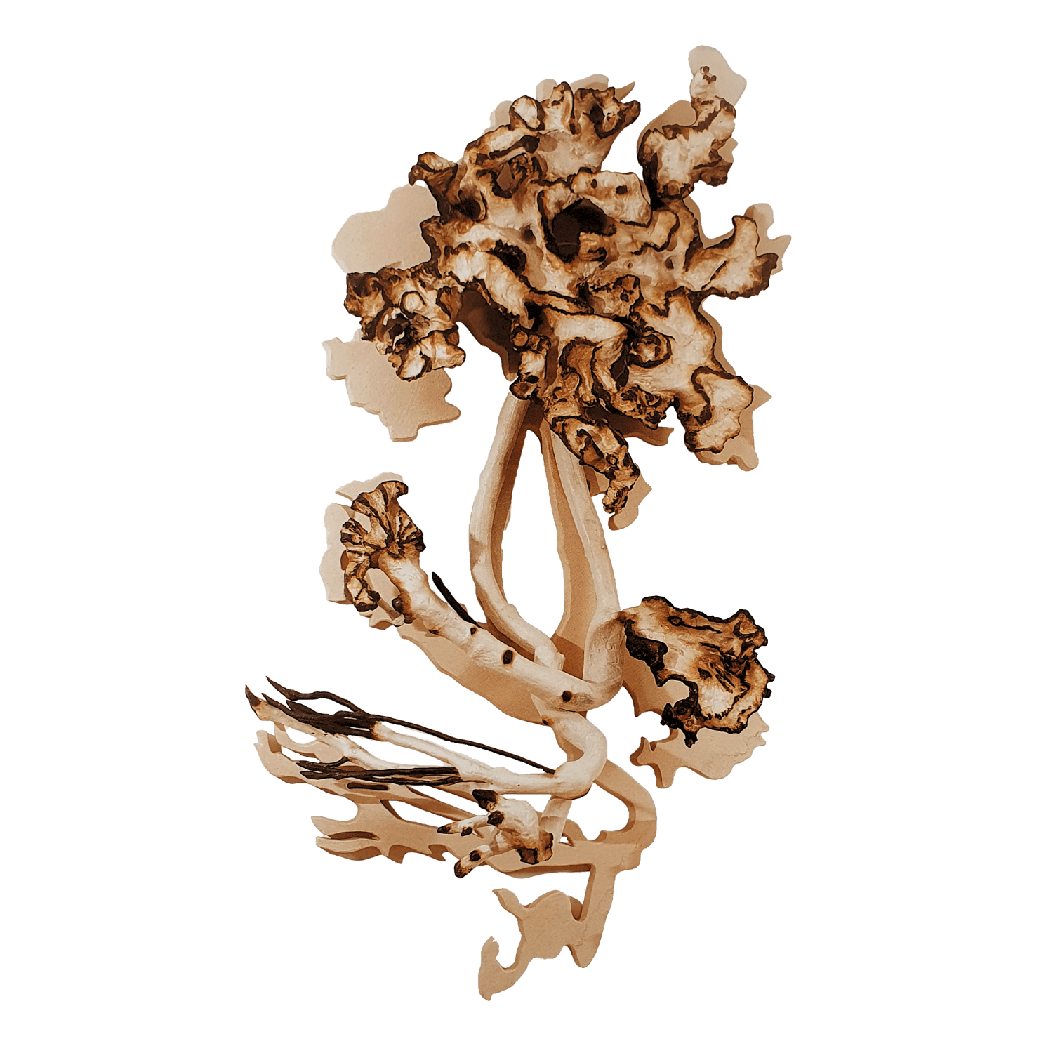 Frans Krajcberg │ arauco